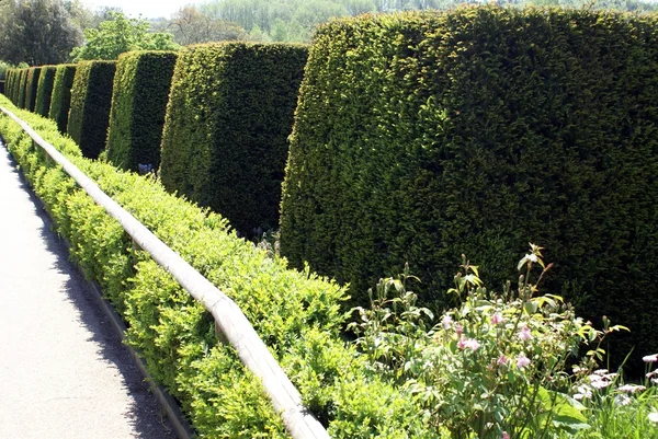 Yew topiary trees — Stock Photo, Image