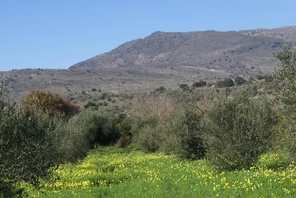 Terreno o campo agrícola mediterráneo en primavera —  Fotos de Stock