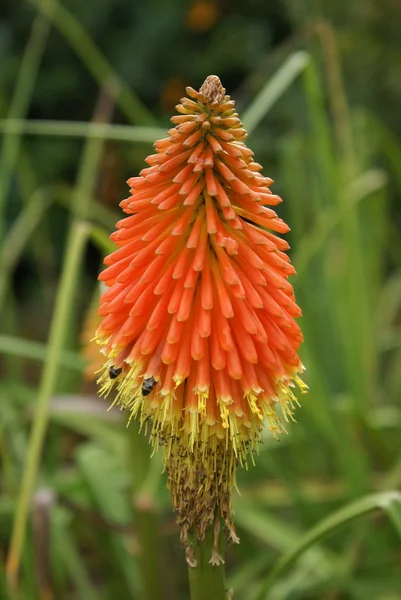 Red Hot Poker — Stock fotografie