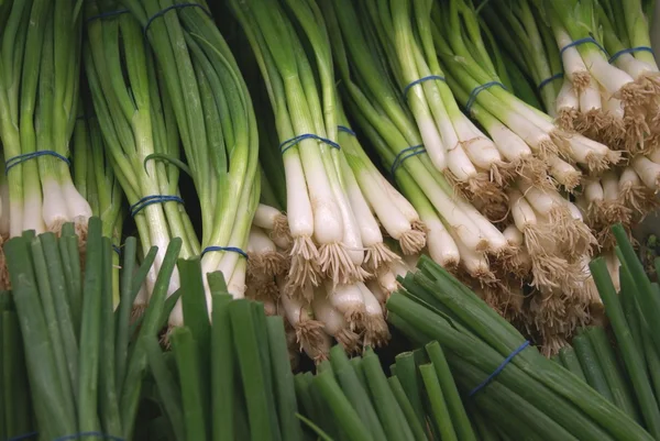 Spring onion — Stock Photo, Image