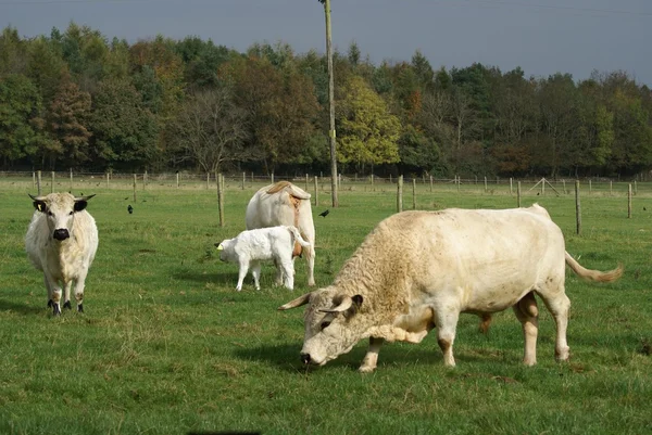 Bovinos britânicos. vaca, bezerro e touro em um campo — Fotografia de Stock