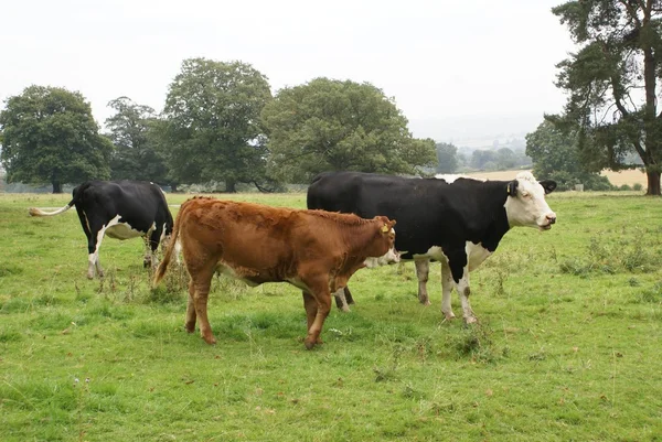 Bovins dans un champ — Photo