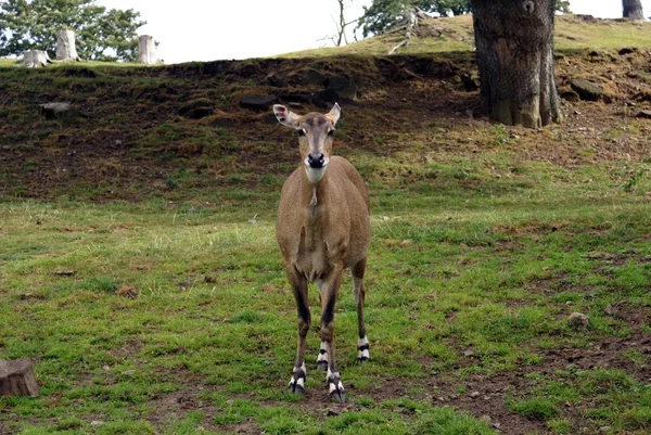 Antelope — Stock Photo, Image