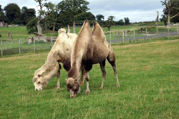 Camelos em um zoológico, safári ou parque de safári — Fotografia de Stock