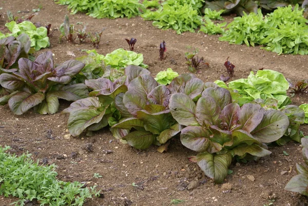 Kopfsalat — Stockfoto