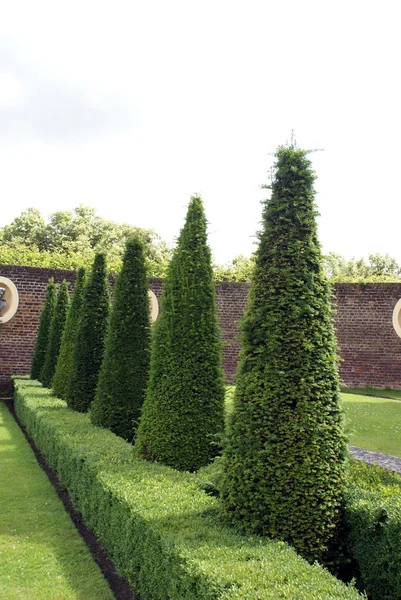 Árboles Topiarios. arte jardín. diseño del jardín — Foto de Stock
