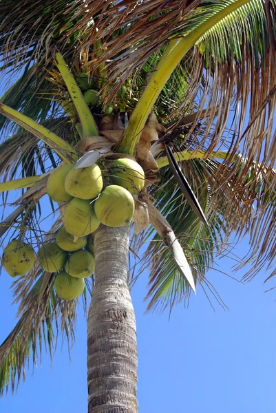 Palmera de coco —  Fotos de Stock