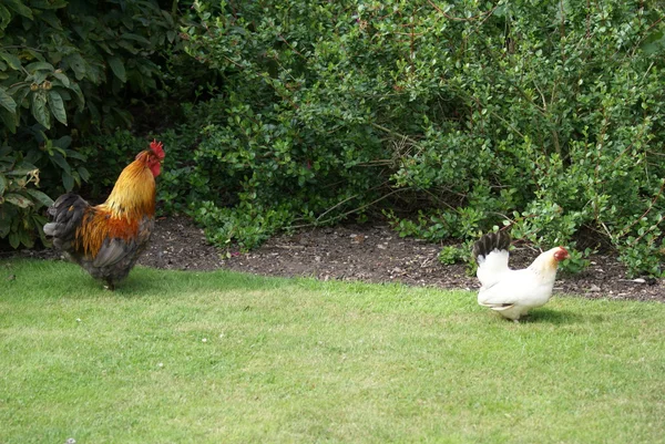 Rooster and hen — Stock Photo, Image