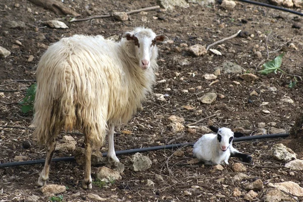 Truie avec un agneau nouveau-né — Photo