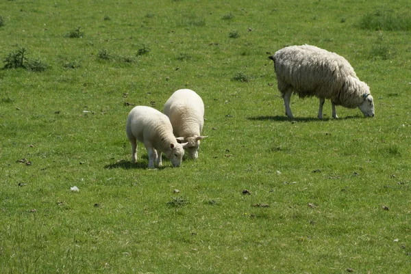 Ovelhas e cordeiros pastando em um campo — Fotografia de Stock