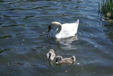 Beyaz Kuğu cygnets ile. Kuğu ve civcivler