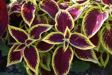 Coleus
