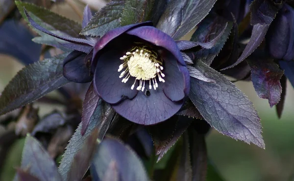 Hellebore. — Foto de Stock