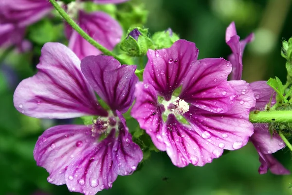 Malva sylvestris. Gemeine Malve. Hohe Malve. Große Malve. Malva mit Regentropfen — Stockfoto