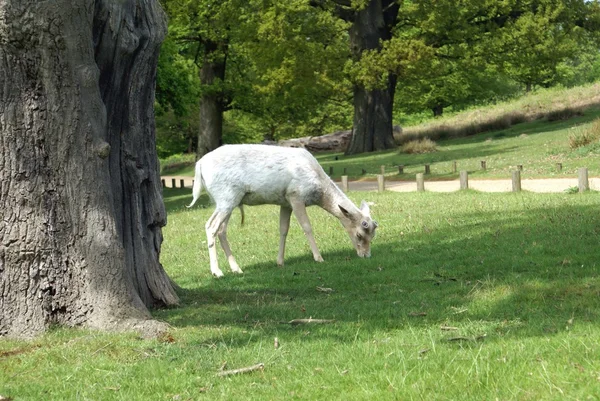 White fallow deer — Stock Photo, Image