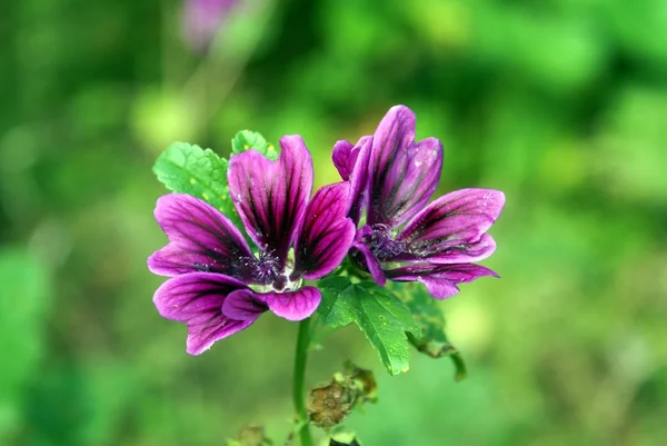 Malva kwiat. Malva kwiaty — Zdjęcie stockowe