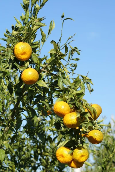 Mandarynki. mandarynki rosnące na drzewie. Citrus tangerina — Zdjęcie stockowe