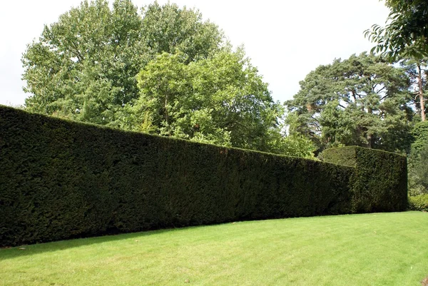 Hedge. — Fotografia de Stock