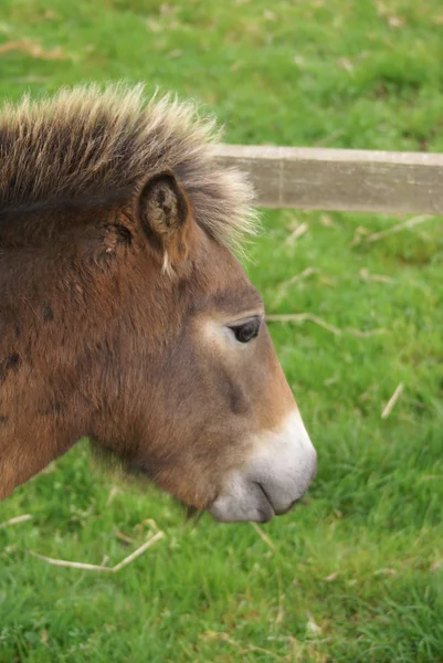 Ponny — Stockfoto