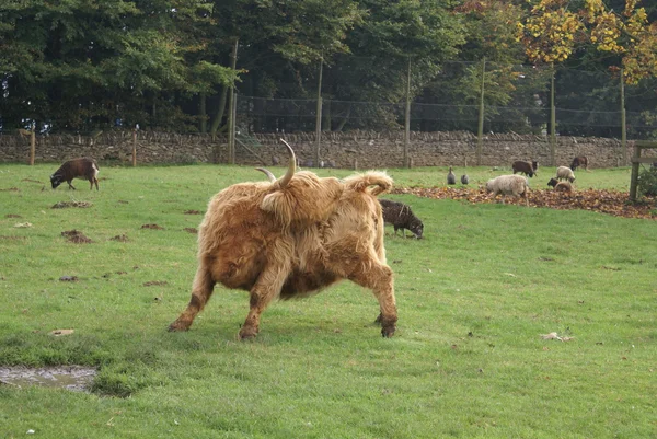 Bovini delle Highlands in un'azienda agricola — Foto Stock