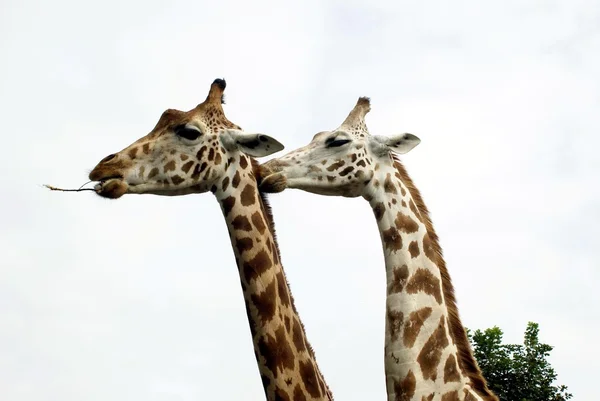 Giraffen — Stockfoto