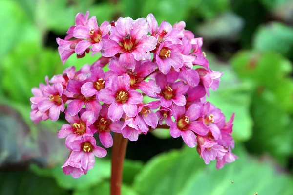 Bergenia sunningdale — Fotografia de Stock