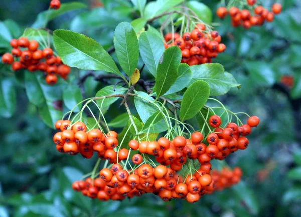 Red berries — Stock Photo, Image