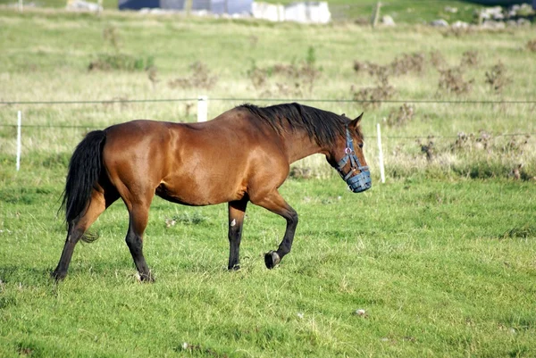 Caballo — Foto de Stock