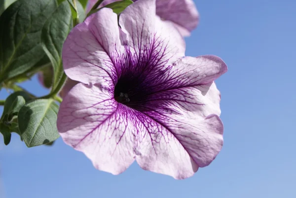 Petunia blomma — Stockfoto