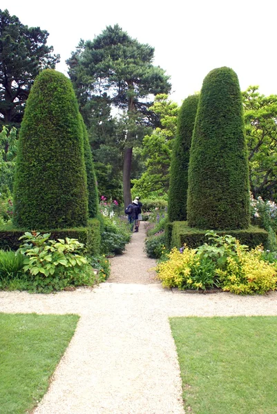 Yew topiary trees and garden pathway — Stock Photo, Image