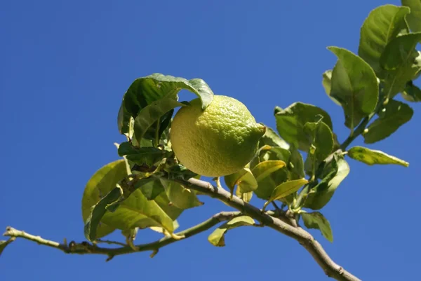 Lemon growing on a branch — Stock Photo, Image