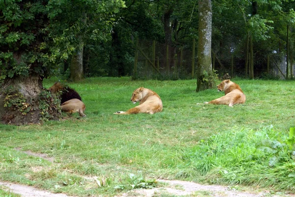 Löwen und Löwinnen im Zoo, auf Safari oder im Safaripark — Stockfoto