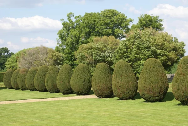 Taxus topiary bomen groeien in een tuin — Stockfoto