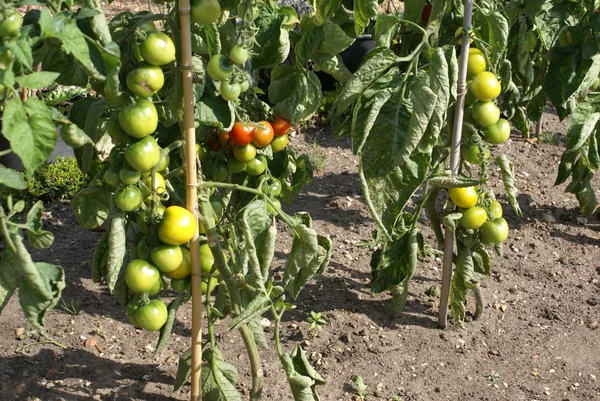 Tomatoes growing on vines — Stock Photo, Image