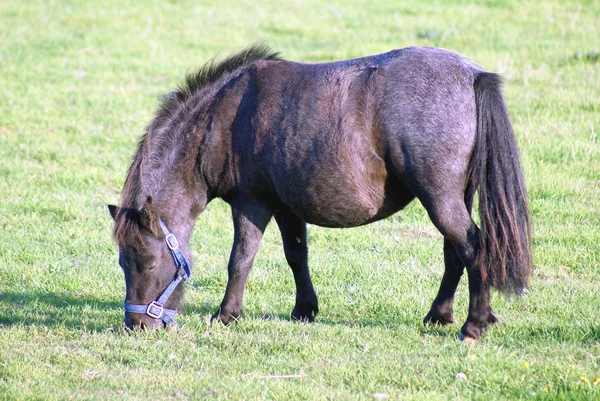 Caballo — Foto de Stock