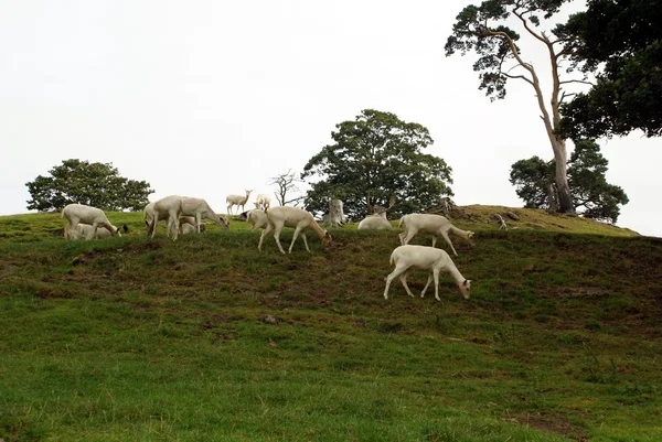 White deer — Stock Photo, Image