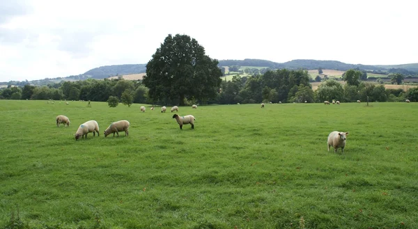 Vue sur la campagne en Angleterre. moutons dans un champ — Photo