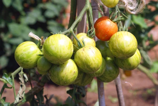 Tomatoes growing on a plant. tomato plant — Stock Photo, Image