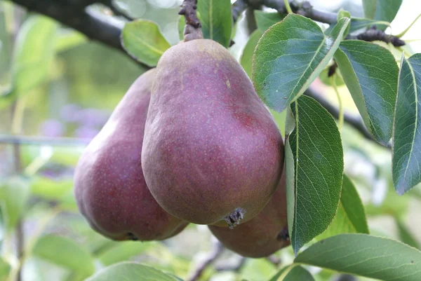 Peren. perenboom — Stockfoto