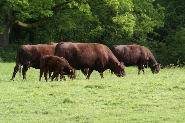 赤いアンガス。牛を繁殖させます。赤いアンガス牛と子牛 — ストック写真