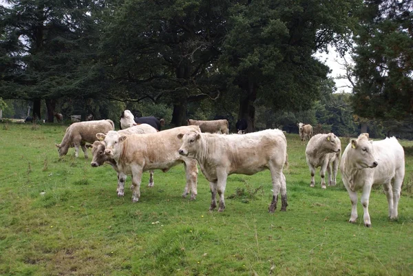 Du bétail de génisse. Des vaches blanches britanniques. Vaches génisses — Photo