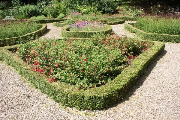 Flower beds bordered with box hedges. garden — Stock Photo, Image