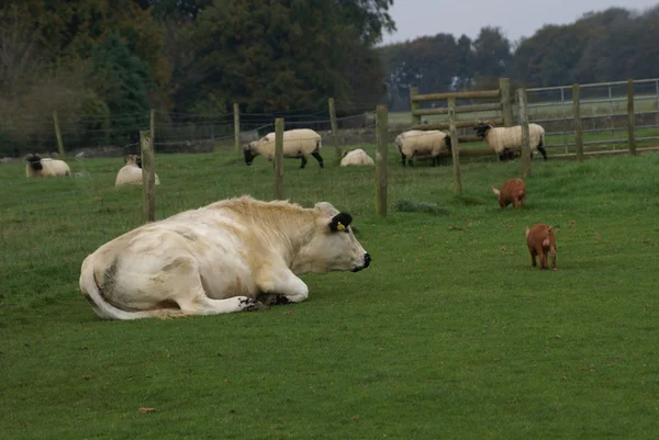Bull branco em uma fazenda — Fotografia de Stock