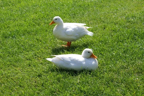 Paar weiße Enten — Stockfoto