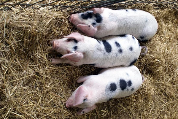 Bir gruptaki domuz yavruları — Stok fotoğraf
