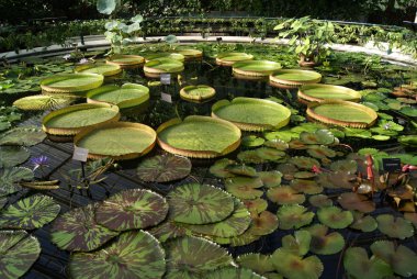Nilüferler içinde bir sera, Kraliyet Botanik Bahçeleri, Kew, Londra, İngiltere