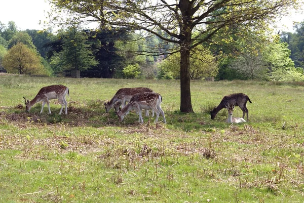 Damherten — Stockfoto