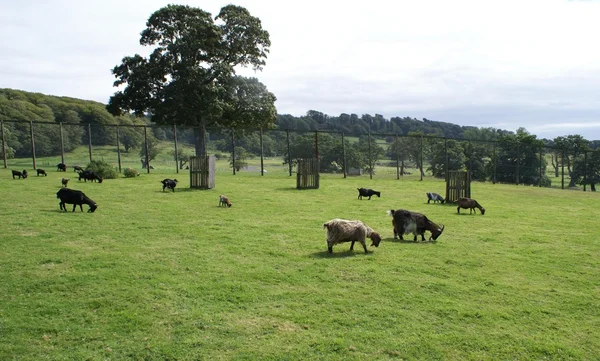 Ziegen auf einem Feld — Stockfoto