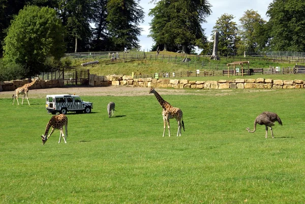 Animais em um zoológico, safári ou um parque de safári — Fotografia de Stock