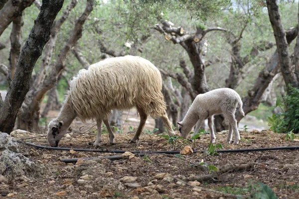 Αρνί και προβατίνα σε ένα πεδίο — Φωτογραφία Αρχείου